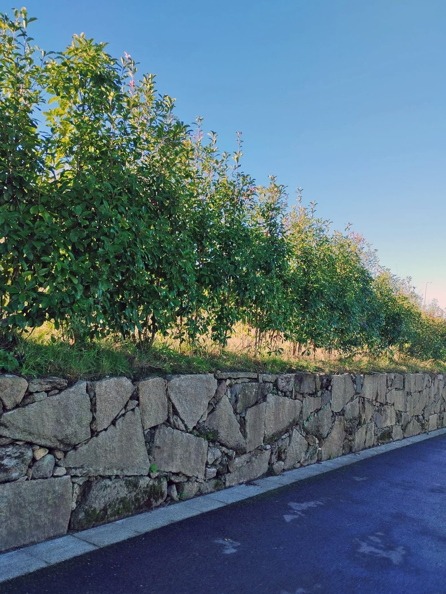 AD Xardinería e Desbroces