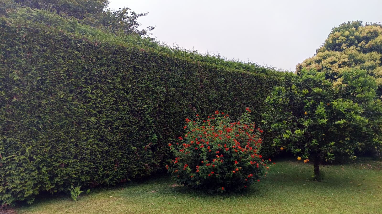 AD Xardinería e Desbroces