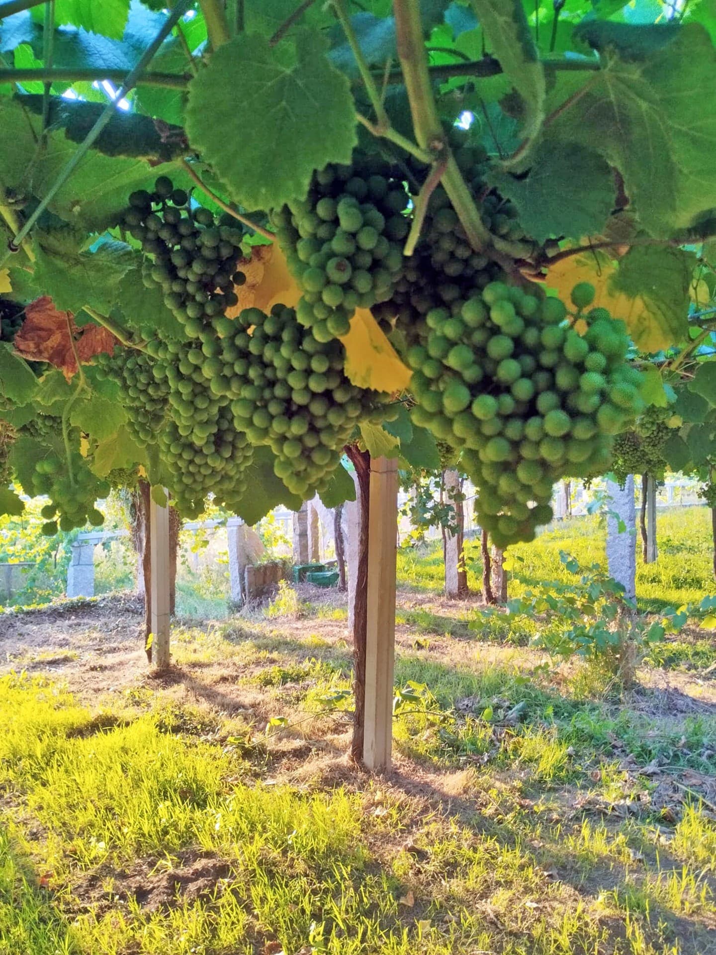 AD Xardinería e Desbroces