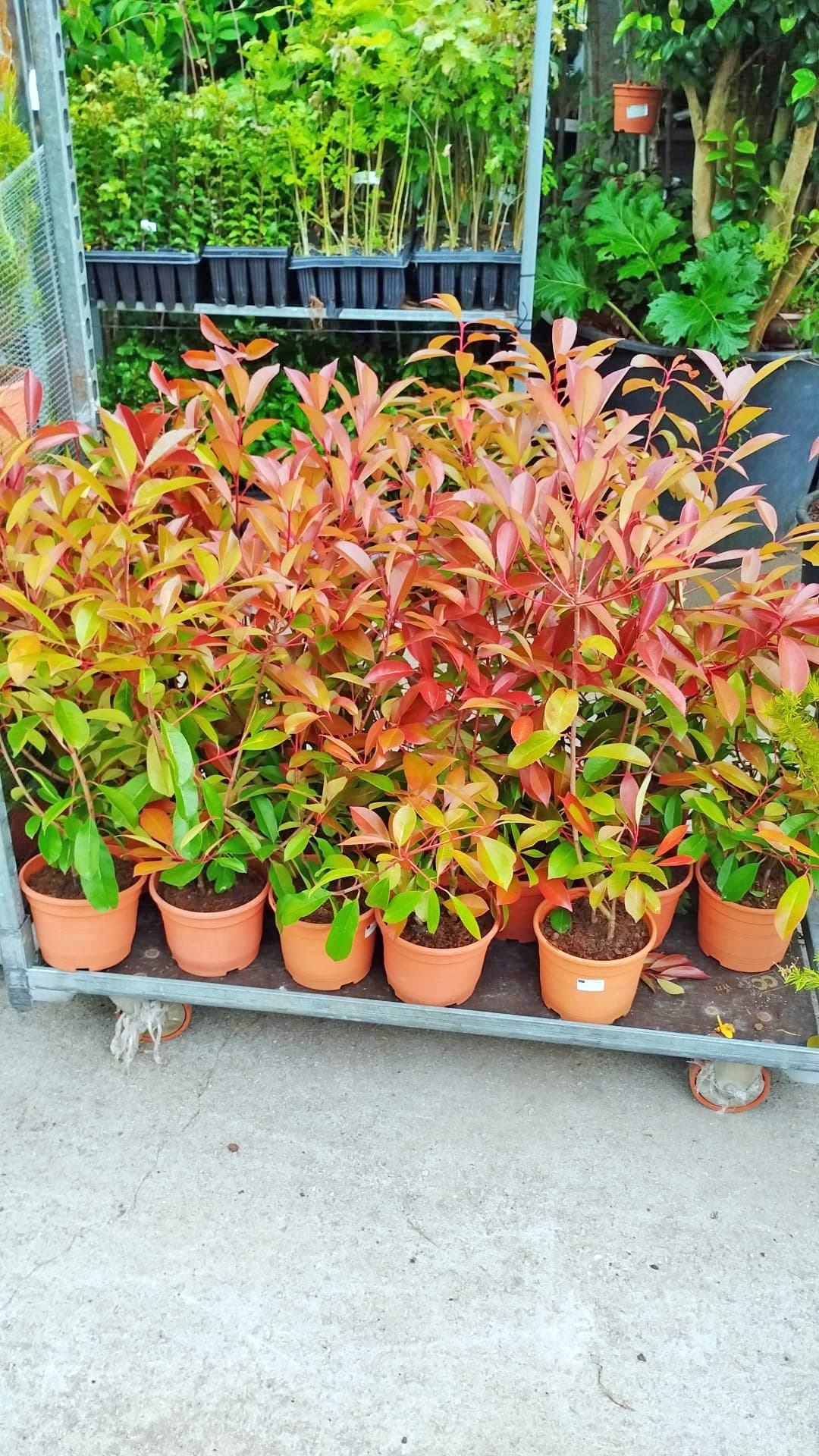 AD Xardinería e Desbroces