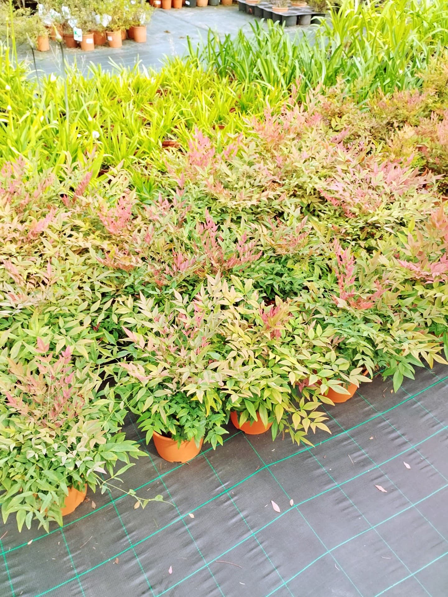 AD Xardinería e Desbroces