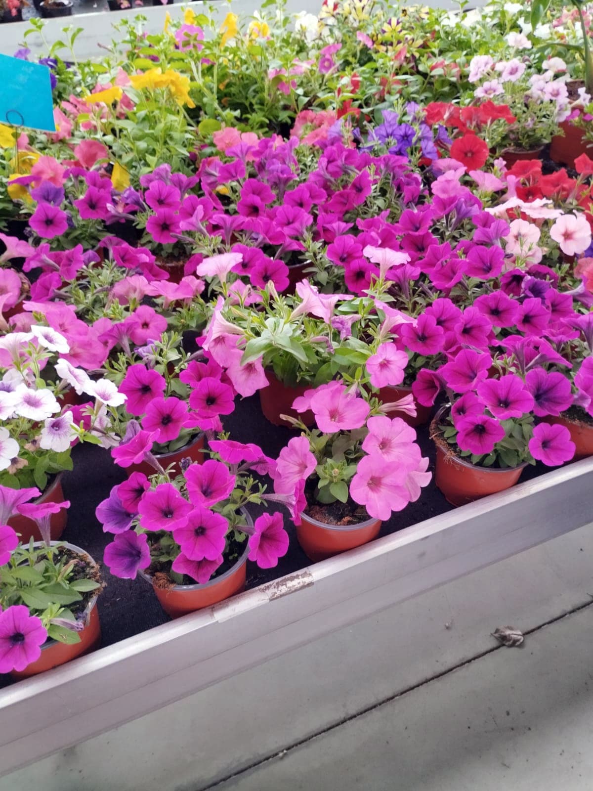 AD Xardinería e Desbroces