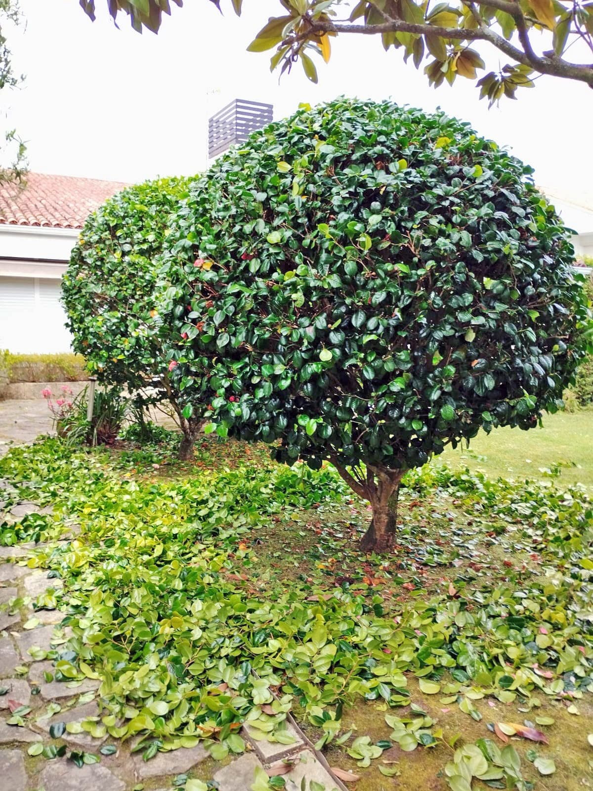 AD Xardinería e Desbroces